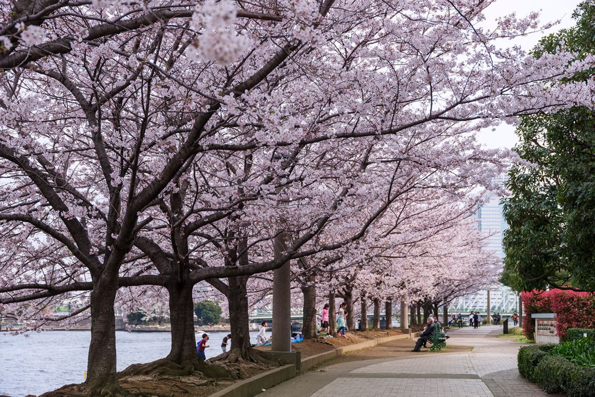 Sumida River Park With Sakura - Close Up!